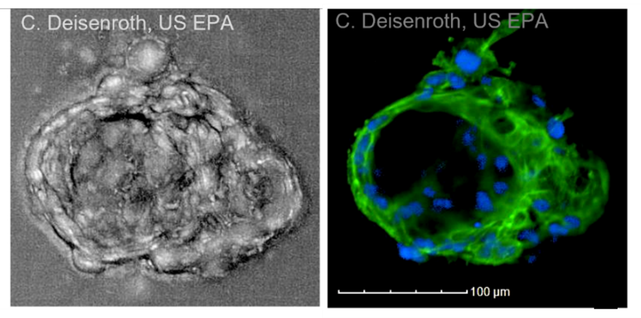 Microscope images of the outside (left) and inside (right) of a mature thyroid microtissue grown in the laboratory. The microtissue shown here is about the size of a grain of table salt. 