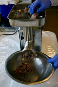 Using gloved hands, a lab worker feeds fish cubes through a grinder and into a bowl.