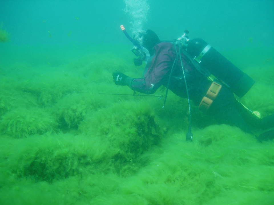 A diver collects benthic samples of Cladophora. Credit: USGS 