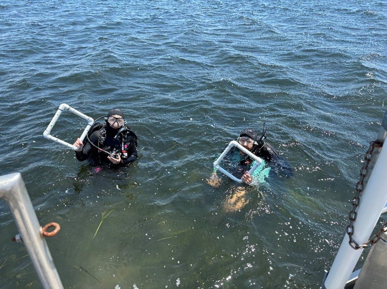 Cayla Sullivan and Jack Fujan (EPA Region 2/ERT Dive Team) conducted sampling to determine eelgrass reproductive shoot density in Barnegat Bay, NJ.