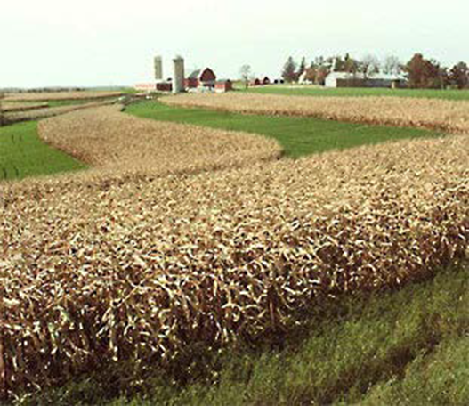 Figure 6. Strip cropping