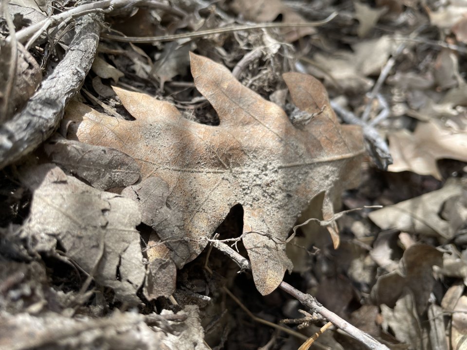 Leaf with sediment deposition from the stream