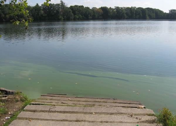 Cyanobacteria Bloom in Mashapaug Pond. Courtesy of RIDEM