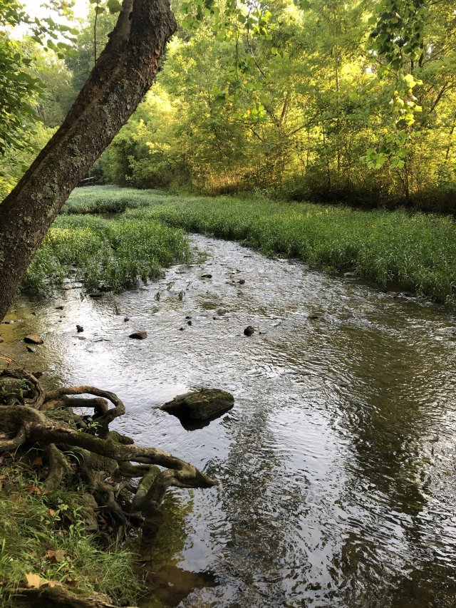 A stream running through a wooded area