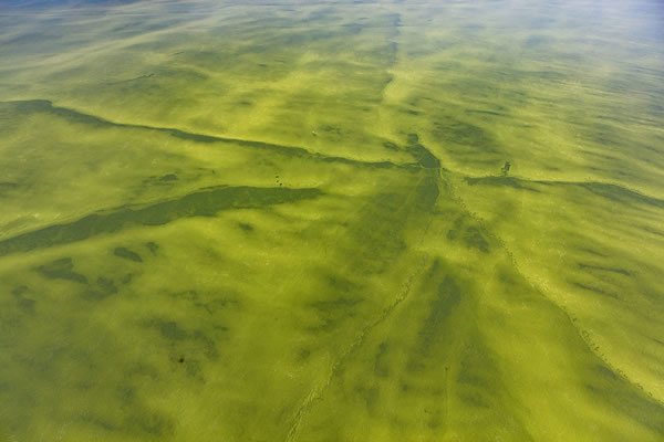 Algal bloom in New England waters