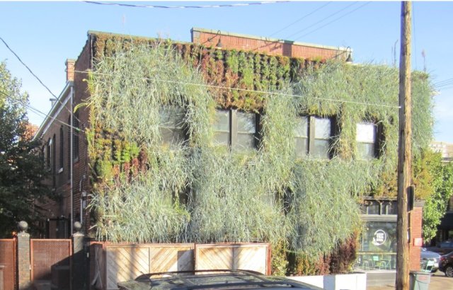 Vegetated rooftop rainwater cisterns