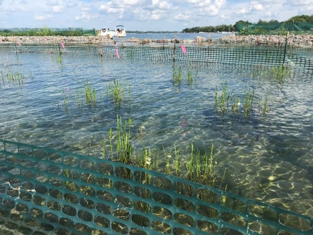 Grass Island plantings 