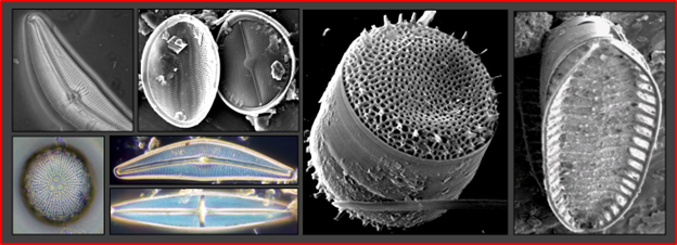 Examples of the many shapes and features that the silica cell walls of diatoms can have. Images are at various scales and are from light and scanning electron microscopy (Images by Nathan Smucker). 