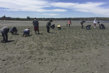 QUONNIE SALT MARSH PLANTING COMMUNITY EVENT ORGANIZED BY SAVE THE BAY