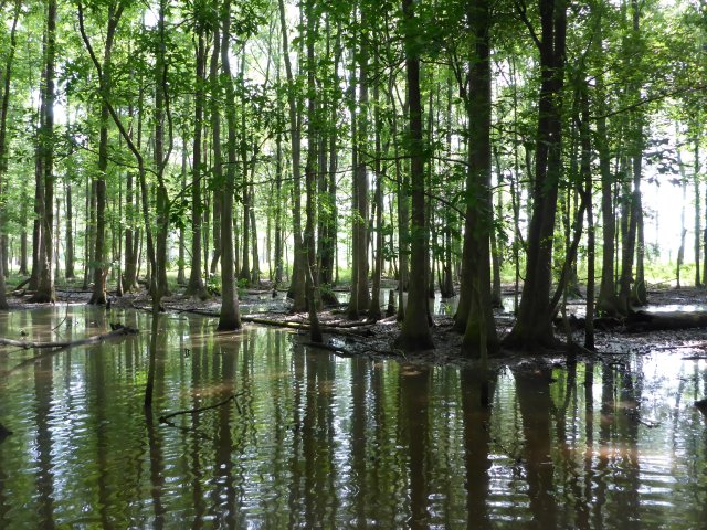 Wetlands