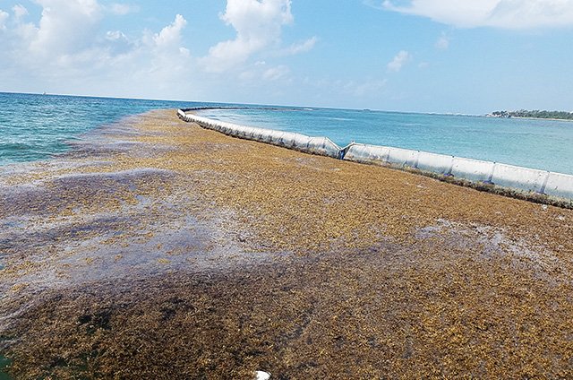 sargassum within barricade