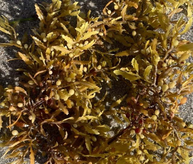 sargassum fluitans