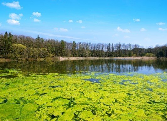 A harmful cyanobacterial bloom in a lake. There is green, bubbling algae on the water's surface.