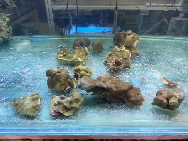 Maui coral growing in EPA’s Coral Research Facility in Gulf Breeze, Fla.