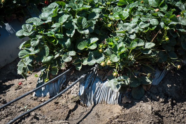 Figure 14. Subsurface drip tape irrigation hoses