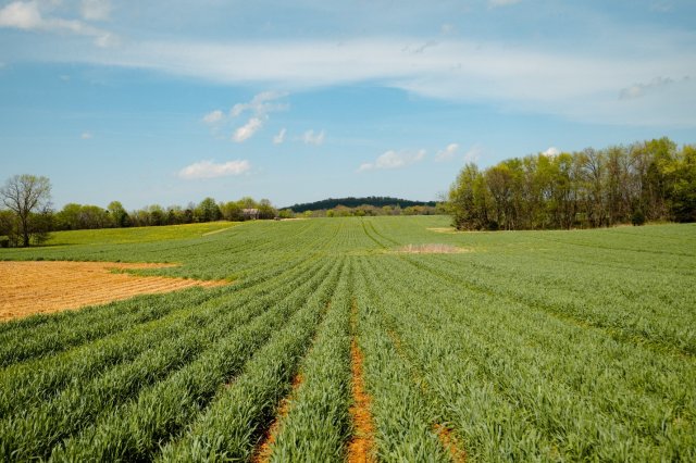 Figure 3. Strip tillage