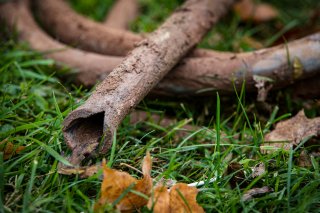 A lead service line in the grass