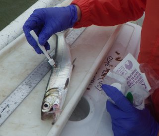 Scientist collects a fillet plug from a live fish for contaminants analysis.