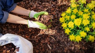 Gardener holding fallen leaves on landscape