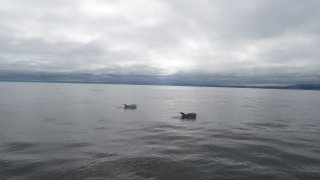 Risso's dolphins