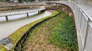 Green swale next to pond