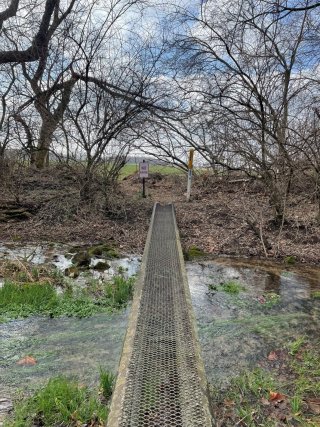 Vegetation in the Paddy Run Stream