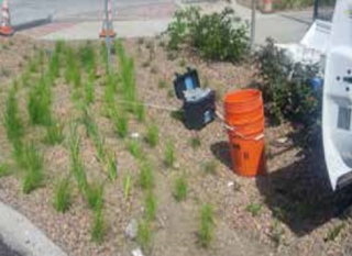 Several small plants growing at the edge of a road, a stack of orange five-gallon buckets and a white truck nearby