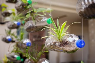 This is a picture of several plastic bottles hanging from a ceiling with plants growing in them.