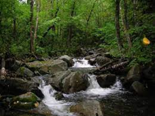 A river running through a forest.