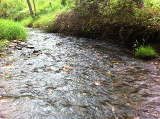 A stream to be sampled for macroinvertebrates.