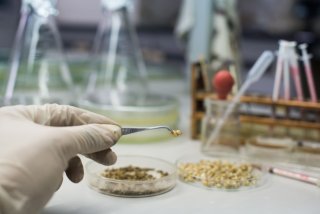 Gloved hand uses instrument to examine shellfish sample in laboratory