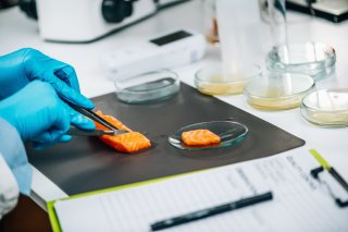 A lab worker cutting salmon into samples for testing.