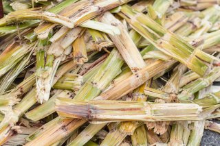 Sugarcane bagasse