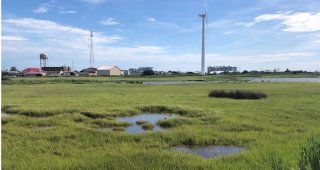 A marshy area on a sunny day.