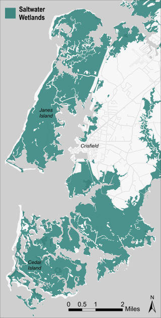 Map of the Chesapeake Bay indicating where the City of Crisfield and saltwater wetlands are located.