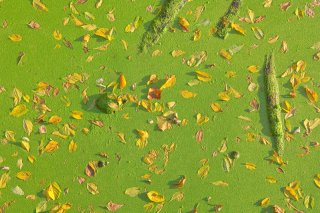 a photo of a harmful algal bloom in water, with fall leaves floating on the surface.