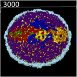 Agent-Based Model of the epiblast simulating mesoderm formation