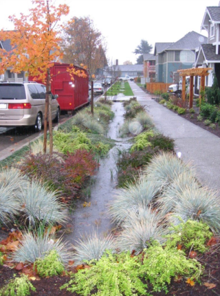 Street-side bioretention swales with compost-amended soils, across an area of 34 city blocks in Seattle, WA. Photo courtesy of Seattle Public Utilities.