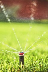 Sprinkler watering grass.